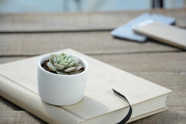 Les Meilleurs Légumes à Cultiver en Intérieur : Guide Complet