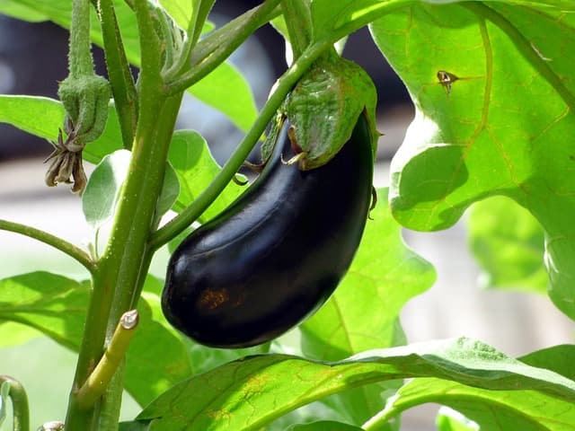 Guide Pratique pour Cultiver des Légumes Bio à la Maison