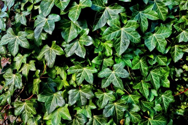 Comment Choisir les Légumes à Cultiver en Équilibre