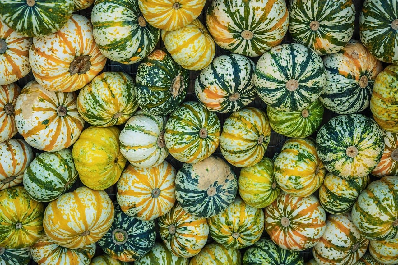 Guide Complet sur les Légumes de Saison : Quand et Comment Cultiver