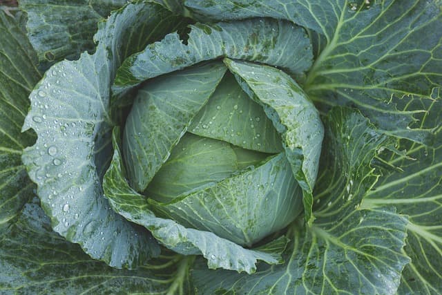 Guide Complet pour Cultiver des Légumes en Équilibre