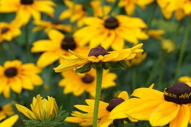 Guide Pratique pour Cultiver des Légumes Écologiques en Potager