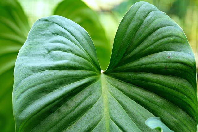 Guide Complet pour Cultiver des Légumes en Équilibre