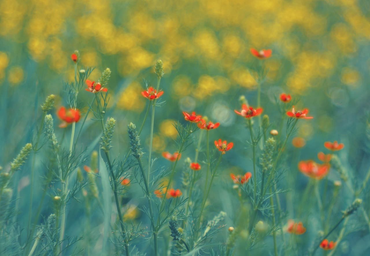 Guide Complet des Légumes à Semer au Printemps