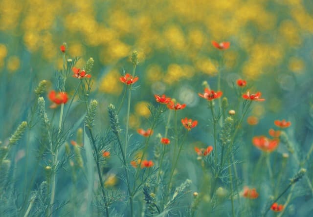 Guide Complet pour Cultiver des Légumes au Printemps
