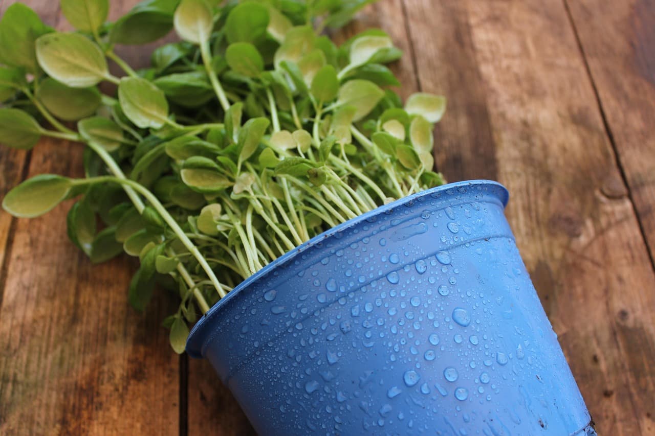 Guide Complet pour Cultiver des Légumes en Conteneurs