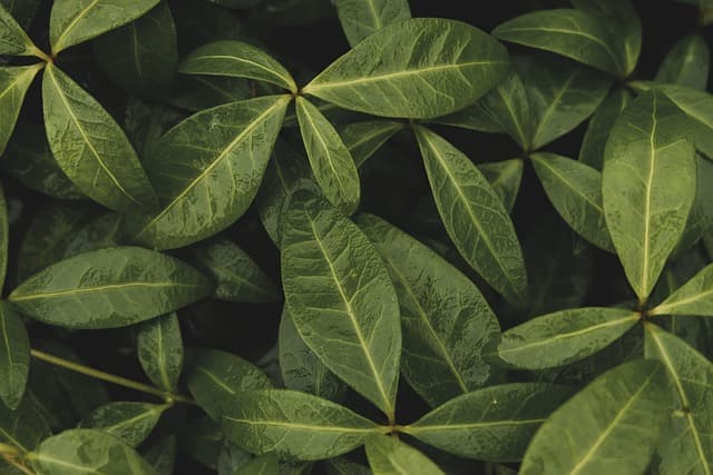 Guide Pratique pour Cultiver des Légumes à Feuilles
