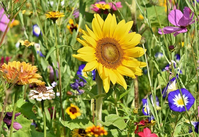 Les Meilleures Techniques pour Cultiver des Légumes en Potager