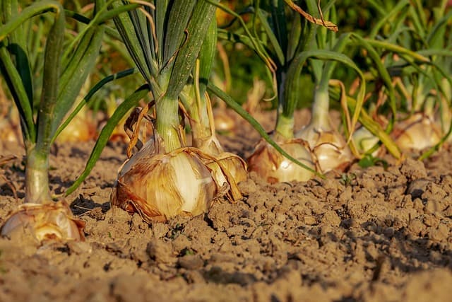 Guide Complet pour Choisir les Légumes à Semer selon le Sol