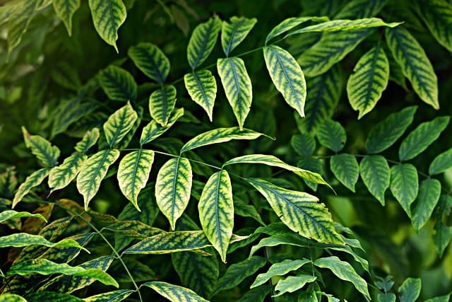 Guide Pratique pour Cultiver des Légumes d'Été