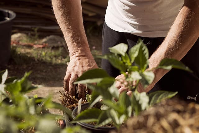Guide Pratique pour Cultiver des Légumes Frustrants