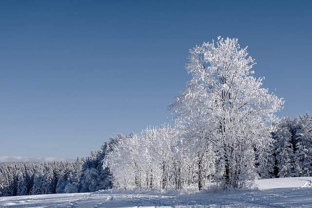 Guide Complet pour Cultiver des Légumes d'Hiver