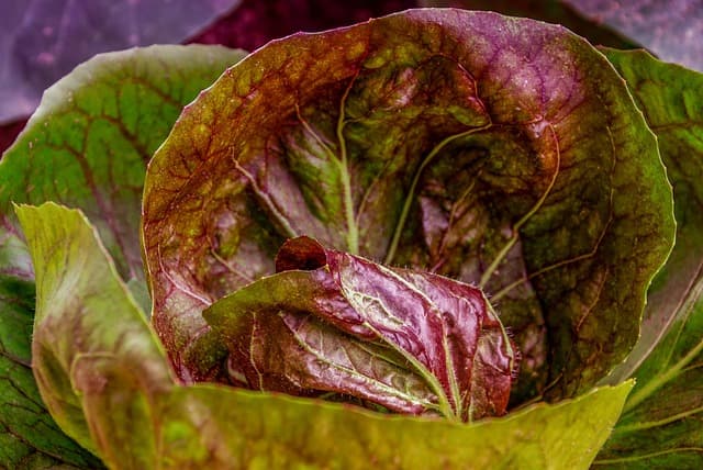 Guide Complet pour Cultiver des Légumes à Feuilles