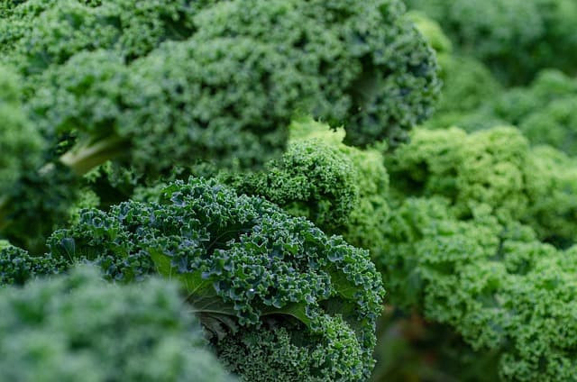 Guide Complet pour Cultiver des Légumes en Intérieur