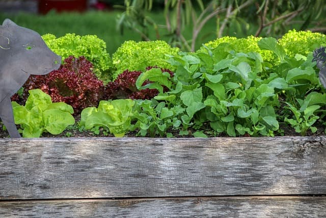 Comment Planter des Légumes dans un Petit Espace