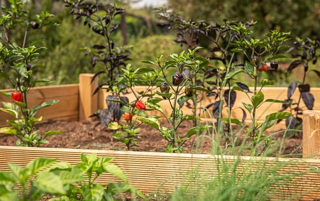 Guide Pratique pour Choisir les Légumes à Cultiver en Équilibre