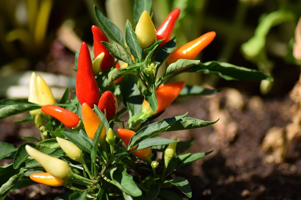 Les Meilleures Stratégies pour Cultiver des Légumes Écologiques