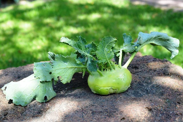 Le Guide Complet des Légumes : Variétés, Culture et Entretien