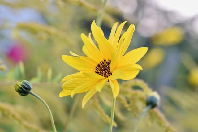 Comment Cultiver des Légumes de Saison : Guide Pratique