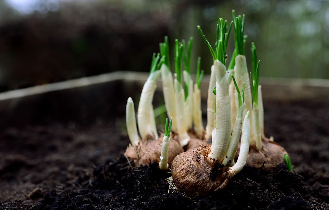 Guide Complet des Légumes à Semer en Automne