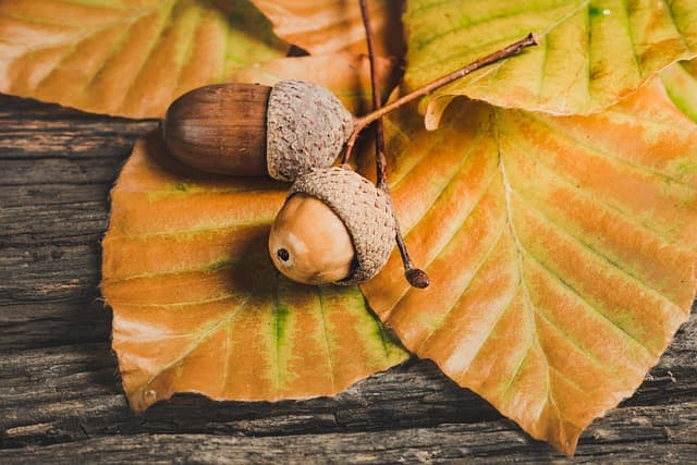 Les Bienfaits des Légumes de Saison pour Votre Santé