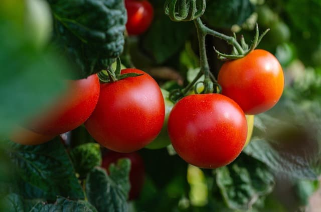 Guide Pratique pour Élever des Légumes Résistants aux Maladies