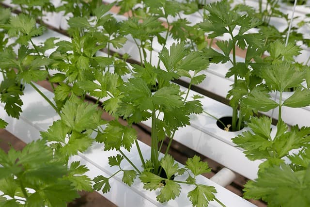 Guide Pratique pour Cultiver des Légumes Hydrophiles