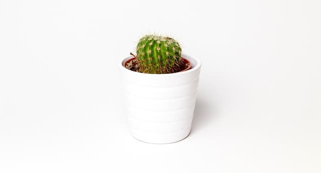 Les Légumes à Cultiver en Intérieur : Guide Pratique