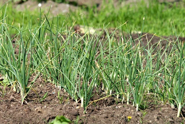 Guide Pratique pour Cultiver des Légumes de A à Z