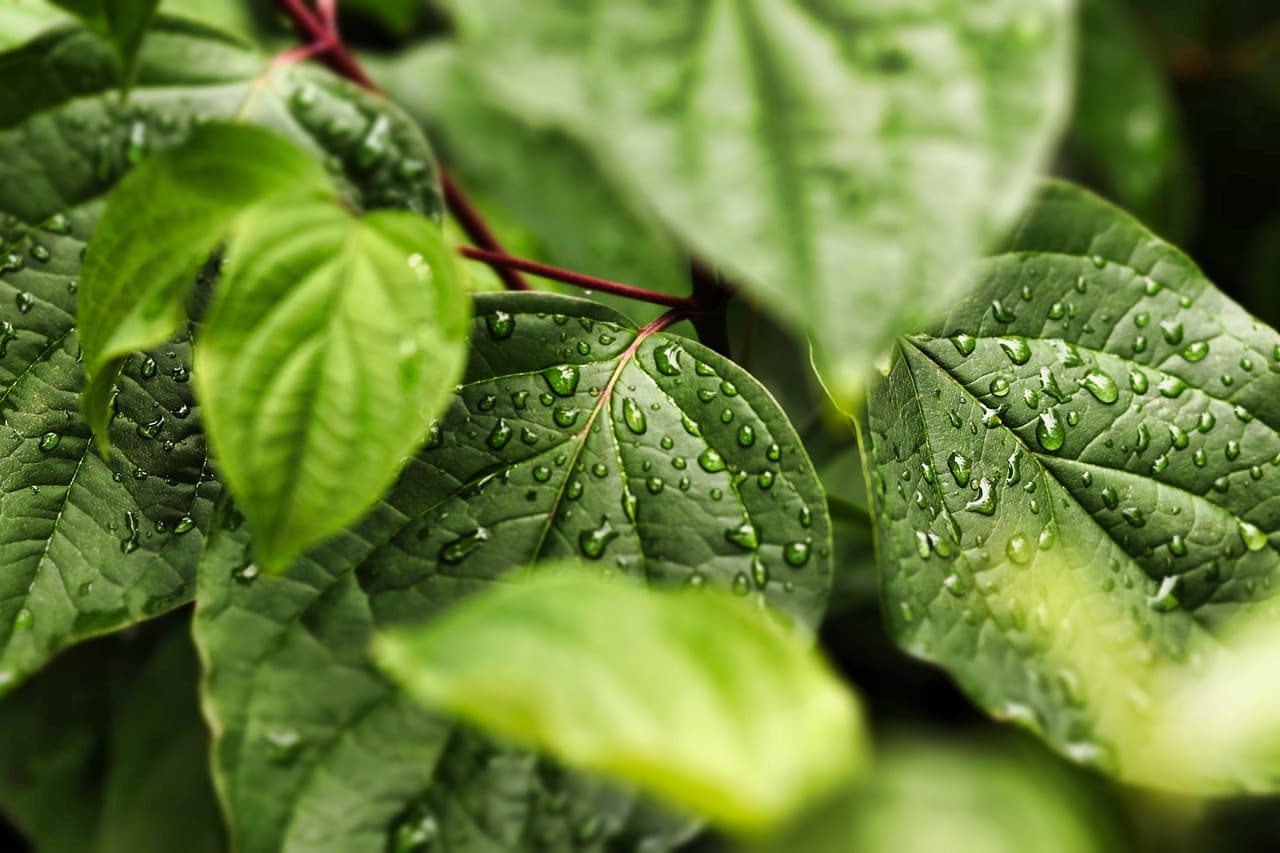 Comment Créer un Potager Écologique : Guide Pratique