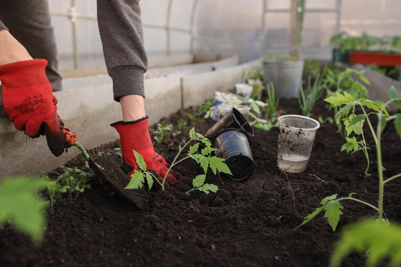 Guide Complet sur les Légumes Indispensables à Cultiver