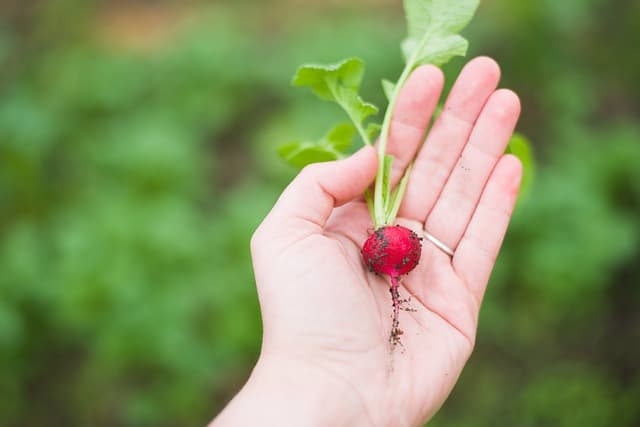 Guide Complet pour Cultiver des Légumes en Équilibre
