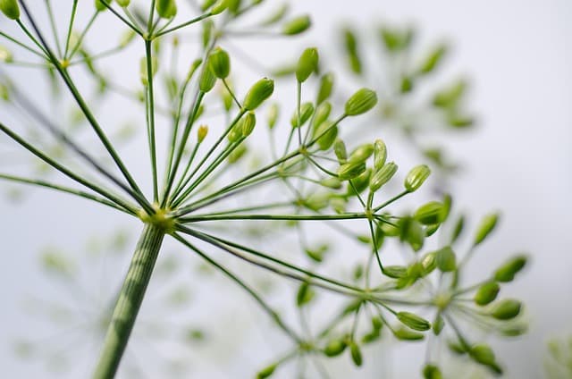 Guide Complet pour Cultiver des Légumes Bio au Jardin