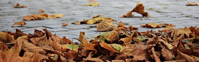 Comment Cultiver des Légumes de Saison : Guide Complet