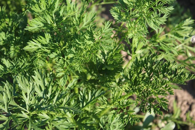 Guide Complet pour Cultiver des Légumes Aromatiques