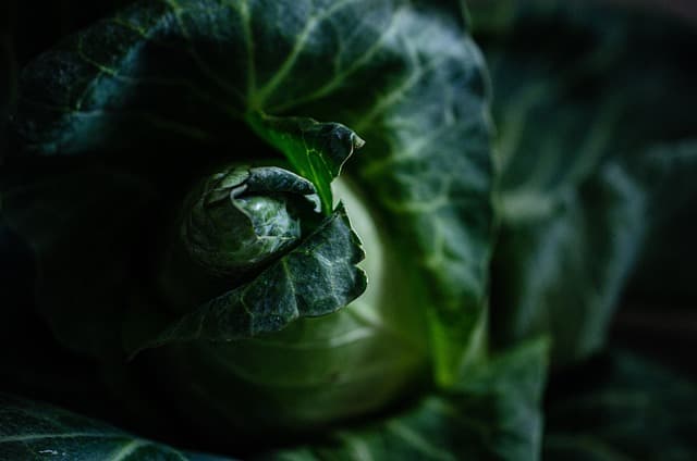 Les Légumes à Cultiver Tout au Long de l'Année : Guide Complet