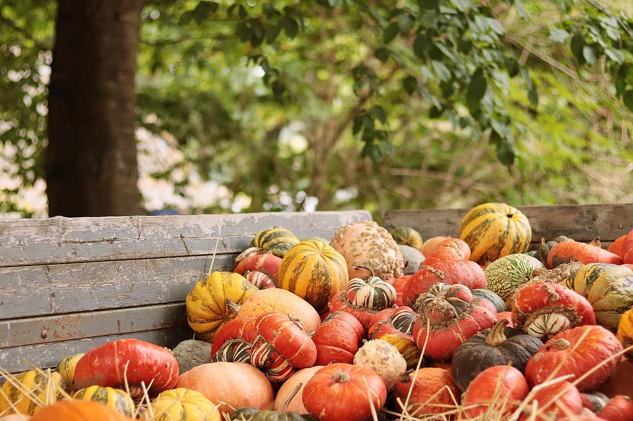 Les Meilleures Variétés de Légumes à Cultiver en Automne