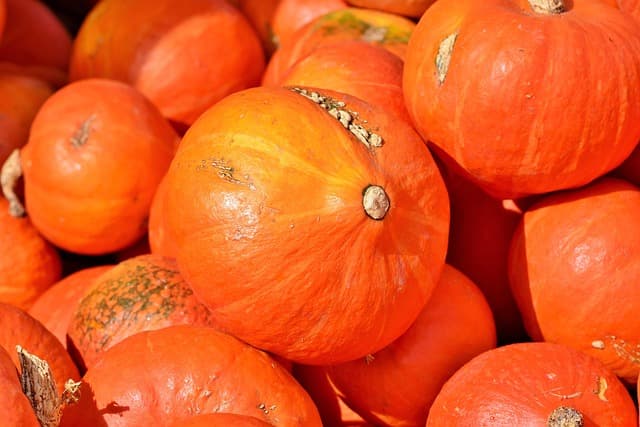 Comment Cultiver des Légumes de Saison : Un Guide Pratique